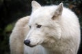 white wolf Canis lupus hudsonicus Royalty Free Stock Photo