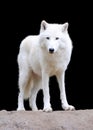 White wolf on dark background