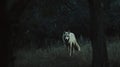 White Wolf in Dark Forest at Night Royalty Free Stock Photo