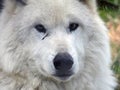White wolf face portrait relaxing at WolfMountain Royalty Free Stock Photo