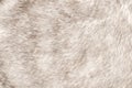 White wolf fake fur, faux fur made of synthetic fibers, background Royalty Free Stock Photo