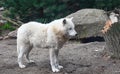 A white wolf  in the forest Royalty Free Stock Photo