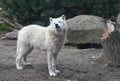 A white wolf  in the forest looks for a prey Royalty Free Stock Photo