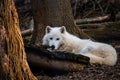 White wolf on a forest