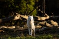 White wolf in the forest Royalty Free Stock Photo