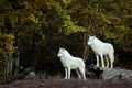 White wolf in the forest