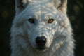White wolf gazes intensely through shadowed light in a serene forest setting Royalty Free Stock Photo
