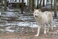 White Wolf in the great outdoors Royalty Free Stock Photo