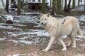 White Wolf in the great outdoors Royalty Free Stock Photo