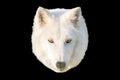 White wolf head on a black background Royalty Free Stock Photo