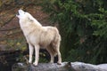 White wolf howling in forest