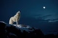 A white wolf howls at the moon in the night. Royalty Free Stock Photo