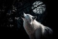 A white wolf howls at the moon in the night. Royalty Free Stock Photo