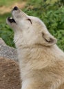 White wolf howls in the wild