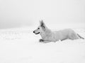 White wolf hunting in snow and preparing to attack Royalty Free Stock Photo