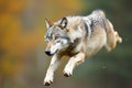 A white wolf jumping over the camera, high speed chase on the grassy plains. wolf dog jump. Coyote jumps up to pounce on mice.