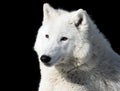 White wolf laying close-up isolated at black