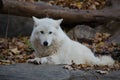 White Wolf Laying Down