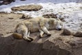 White wolf laying on the groun Royalty Free Stock Photo