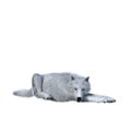 White wolf lying down resting. 3D illustration isolated on white background