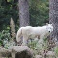 white wolf nature garden Woods