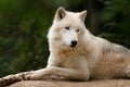 White wolf in nature