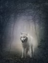 White wolf Royalty Free Stock Photo