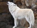 A white wolf calls howling in the north forest Royalty Free Stock Photo