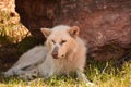 White Wolf With a Patch of Gray on his Muzzle Royalty Free Stock Photo