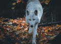 White wolf portrait in the autumn forest Royalty Free Stock Photo
