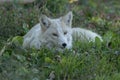 White Wolf relaxing in flowery grass Royalty Free Stock Photo