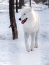 White wolf running at the snow and looking to right Royalty Free Stock Photo