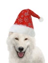 white wolf in santa claus hat isolated on white Royalty Free Stock Photo