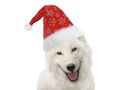 white wolf in santa claus hat isolated on white Royalty Free Stock Photo