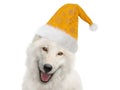 white wolf in santa claus hat isolated on white Royalty Free Stock Photo