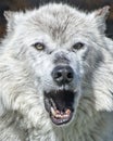 White Wolf Showing His Teeth