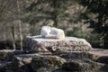 White wolf sleeping in the forest Royalty Free Stock Photo