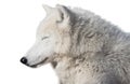 White wolf sleeping isolated at white