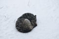 White wolf is sleeping in its cage on the snow in Asahiyama zoo Royalty Free Stock Photo