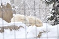 White wolf is sleeping in its cage on the snow in Asahiyama zoo Royalty Free Stock Photo