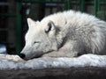 White wolf sleeping at the snow Royalty Free Stock Photo