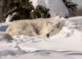 White Wolf Sleeping in Snow Royalty Free Stock Photo