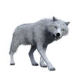 White wolf snarling aggressively. 3D illustration isolated on white background Royalty Free Stock Photo