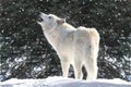 White Wolf In Snow Royalty Free Stock Photo