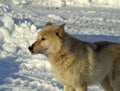 White wolf in the snow