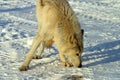 White wolf in the snow