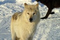White wolf in the snow