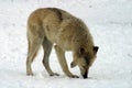 White wolf in the snow