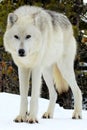 White Wolf in snow showing long legs and big feet