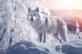 White wolf in the snowy forest Royalty Free Stock Photo